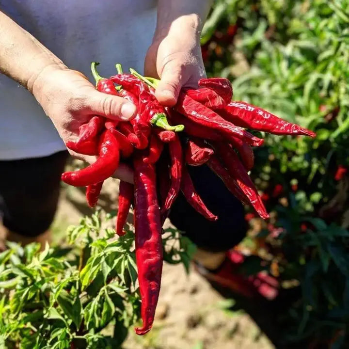 Burlap & Barrel Smoked Pimenton Paprika - Single Origin Spice & Seasoning