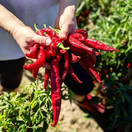 Burlap & Barrel Smoked Pimenton Paprika - Single Origin Spice & Seasoning
