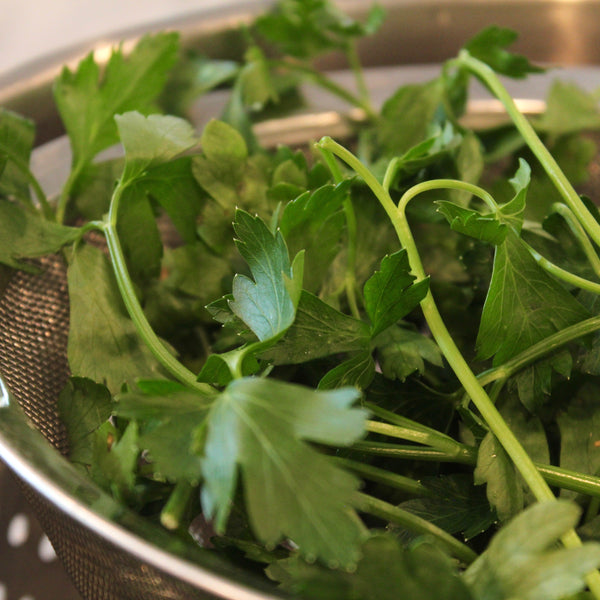 Fresh Parsley
